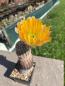 Preview: Echinocereus ctenoides